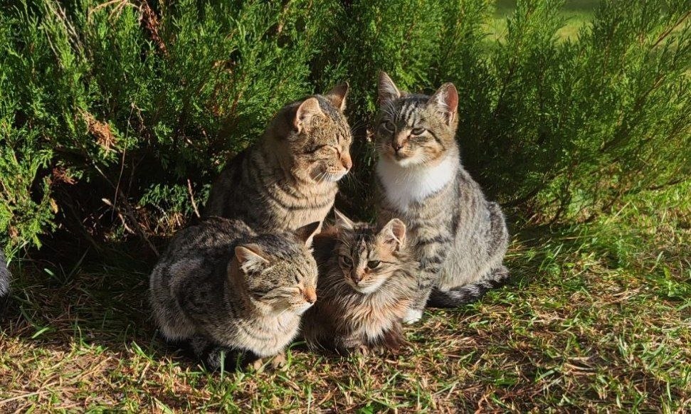 четыре кошки греются на солнце
